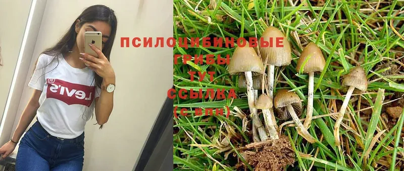 МЕГА вход  Павлово  Галлюциногенные грибы Cubensis 